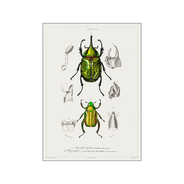 Vintage Museum - Insects — Art print by PSTR Studio from Poster & Frame