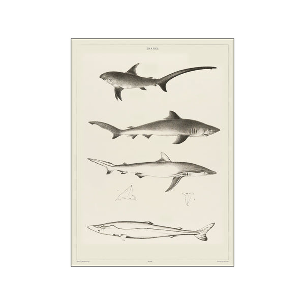 Vintage Museum - Sharkes — Art print by PSTR Studio from Poster & Frame