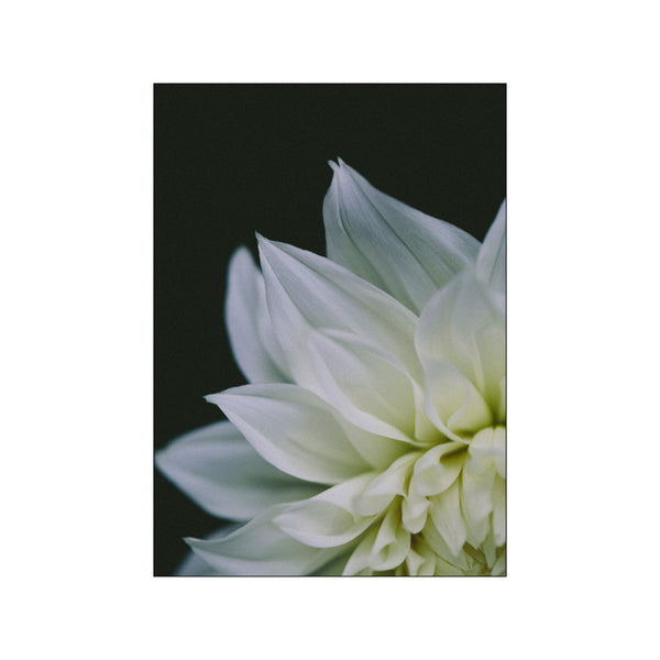 White Dahlia — Art print by Norph from Poster & Frame