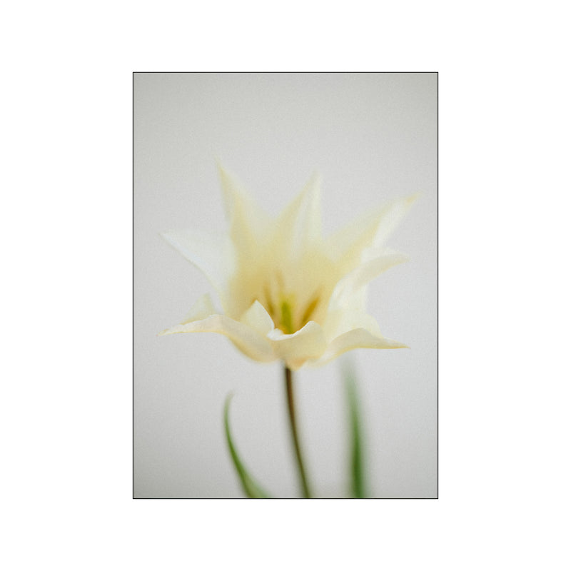 White Tulip -Spring 2/3 — Art print by Norph from Poster & Frame