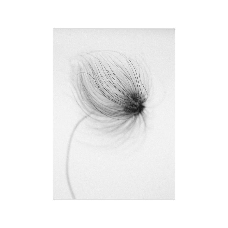 Windy Clematis — Art print by Norph from Poster & Frame