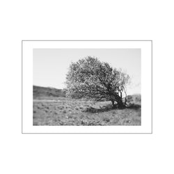 Windy Tree — Art print by Norph from Poster & Frame