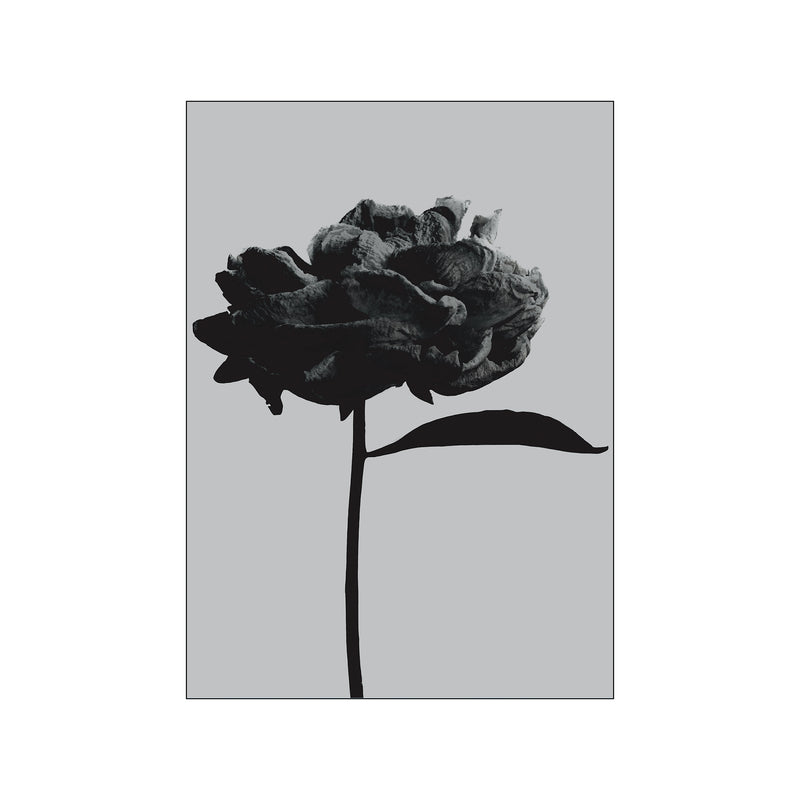 Dry Flower — Art print by Peter Sebastian from Poster & Frame