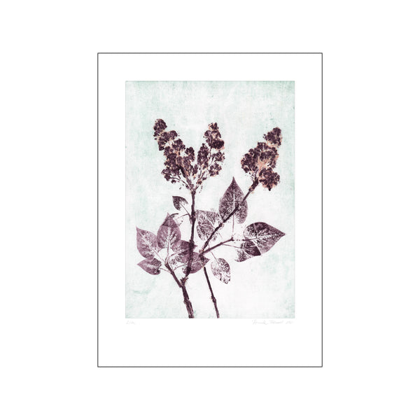 Lilac 1 Plum Aqua — Art print by Pernille Folcarelli from Poster & Frame