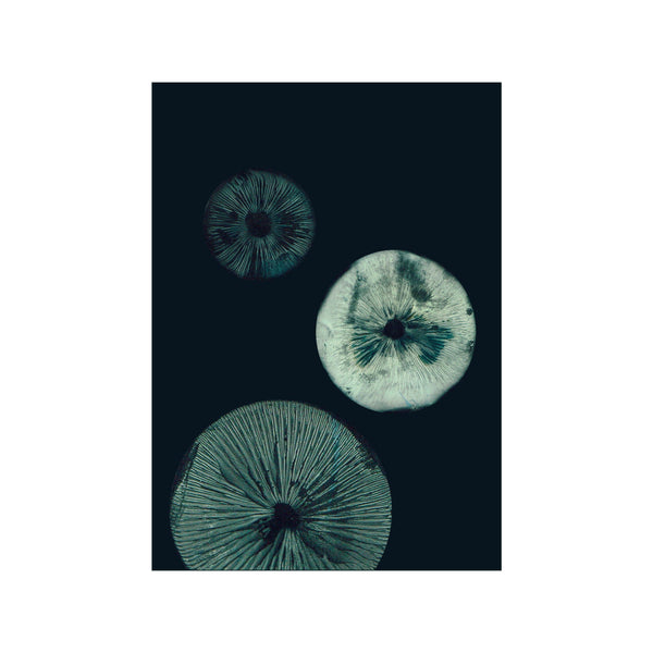 Mushroom - 1 Dark Teal — Art print by Pernille Folcarelli from Poster & Frame