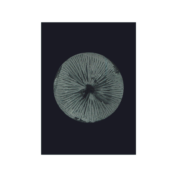Mushroom - 3 Dark Grey — Art print by Pernille Folcarelli from Poster & Frame
