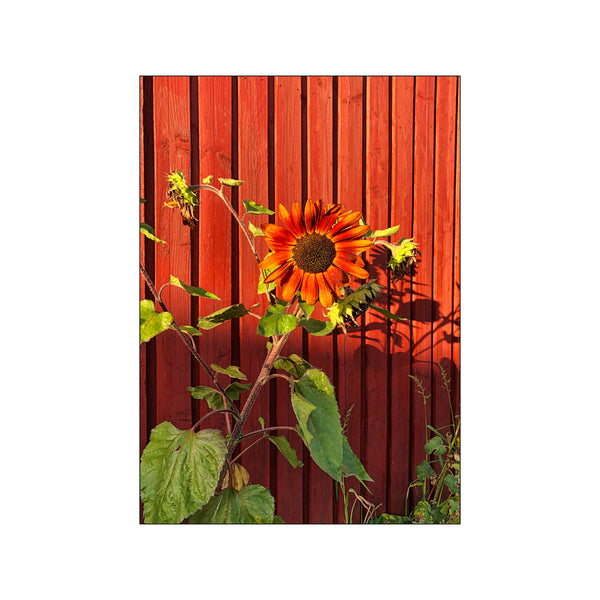 Red Sunflower — Art print by PLAKATfar from Poster & Frame