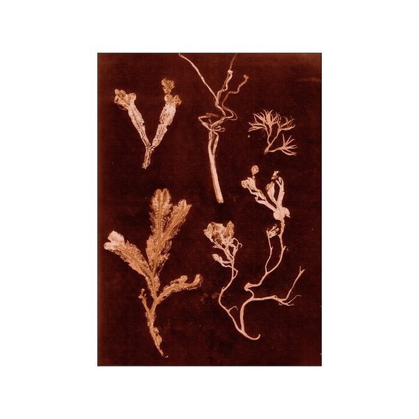 Herbs & Seaweed - Dark Rust — Art print by Pernille Folcarelli from Poster & Frame