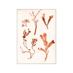 Herbs & Seaweed - Rust — Art print by Pernille Folcarelli from Poster & Frame