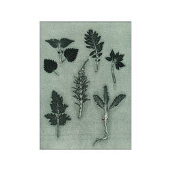 Herbs & Seaweed - Dark Green — Art print by Pernille Folcarelli from Poster & Frame