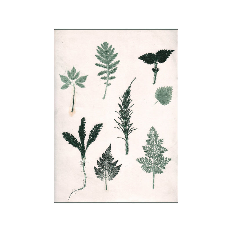 Herbs & Seaweed - Green — Art print by Pernille Folcarelli from Poster & Frame