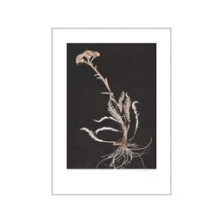 Yarrow 1 White Black — Art print by Pernille Folcarelli from Poster & Frame