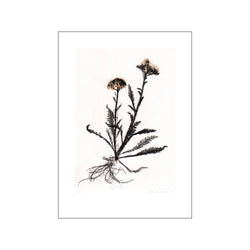 Yarrow 2 Black White — Art print by Pernille Folcarelli from Poster & Frame